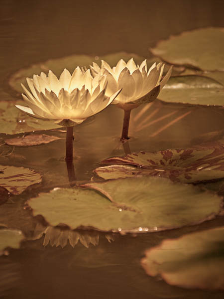 Water Lilies at the Chicago Botanic Gardens
