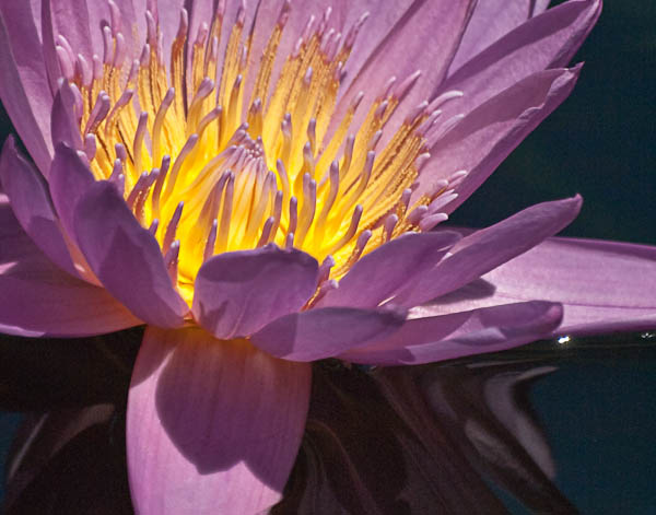 Purple Water Lily at Chicago Botanic Gardens