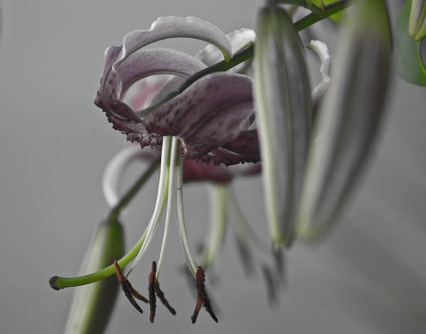 'Black Beauty' Lily in Digital Desaturation