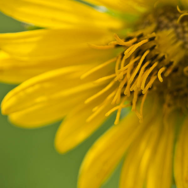 Sunflower in Wisconsin prairie