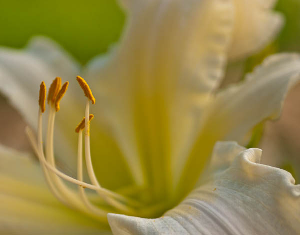 Daylily