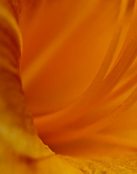 Orange Daylily at olbrich Botanical Gardens in Madison Wisconsin