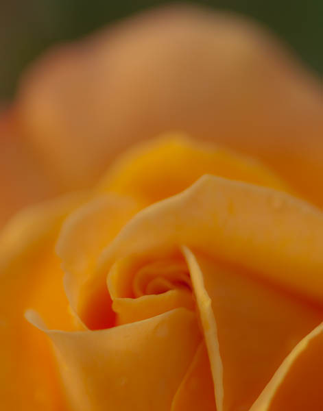 Yellow Rose from Boerner Botanical Gardens in Milwaukee Wisconsin