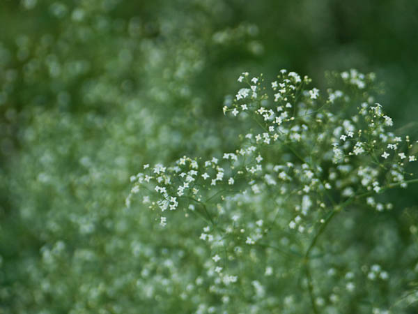 Tiny White Flowers in a Sea of Green Background