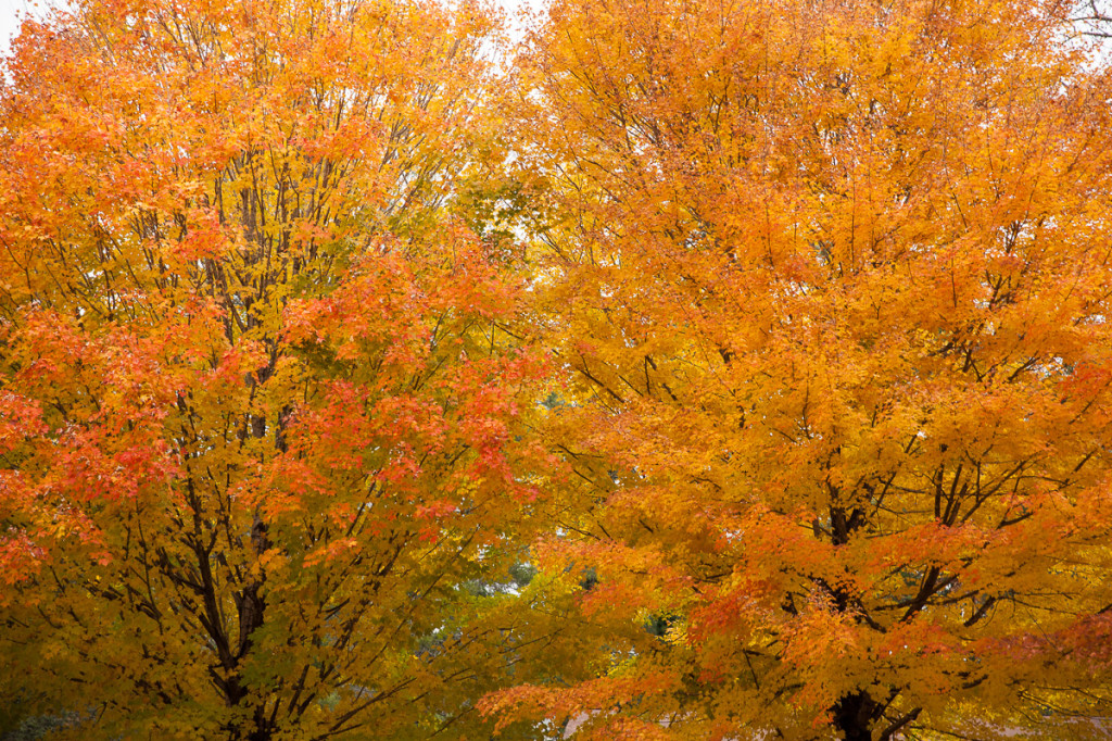 Oh the Autumn Colors © 2014 Bo Macksion