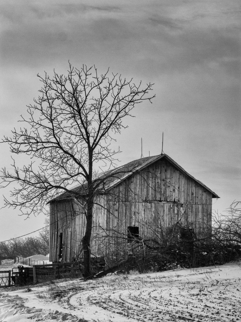 Barn with Tree