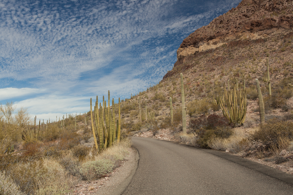 Road in Organ Pipe Cactus National Monument ©2016 Bo Mackison