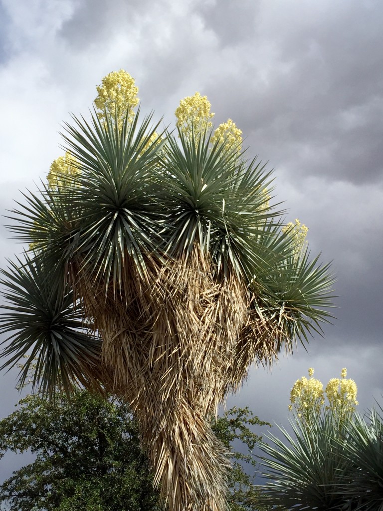 Yucca in bloom © 2016 Bo Mackison