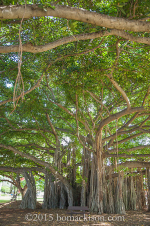 Still in Honolulu – Exploring the Banyan Tree